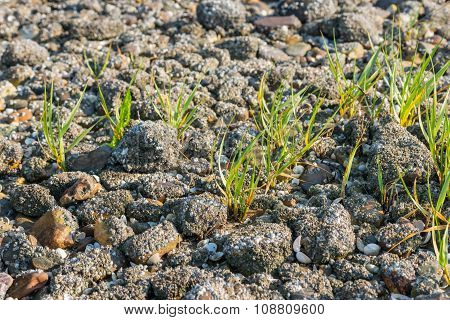 Grass Between The Stones Covered With Acorn Barnacles