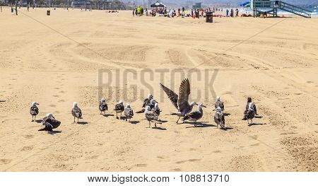 California Seagulls At The Sandy Beach