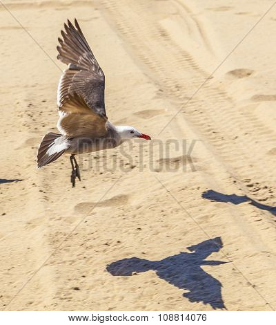 California Seagulls At The Sandy Beach