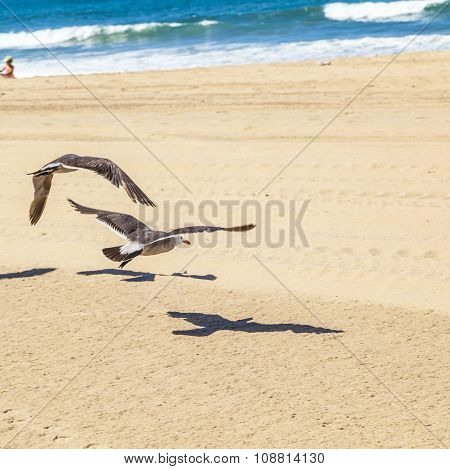 California Seagulls At The Sandy Beach