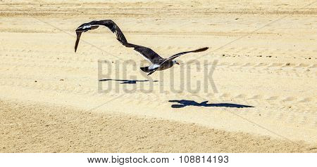 California Seagulls At The Sandy Beach