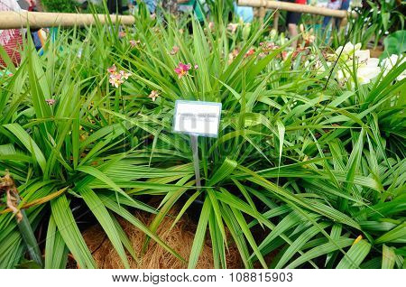 Philippine Ground Orchid or Spathoglottis Plicata plant