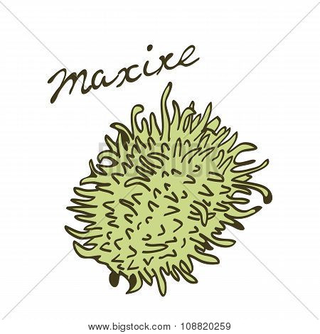 Maroon cucumber handdrawn card