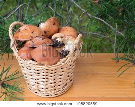 Slippery Jacks Mushrooms In The Basket Under Pine Tree