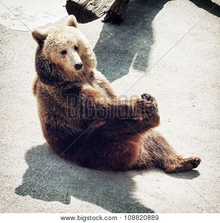 Brown Bear (ursus Arctos Arctos) Sitting On The Ground And Licks His Paw