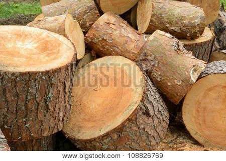 Sawn Pine Logs Heap