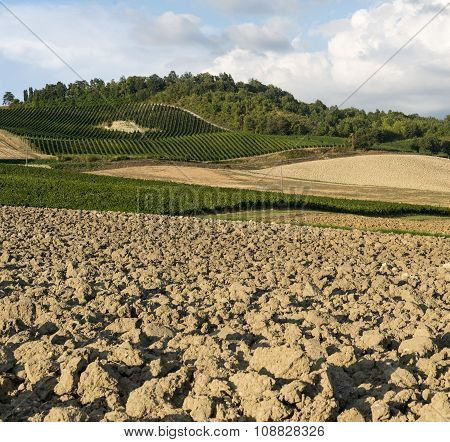 Vineyards In Oltrepo Pavese (italy)