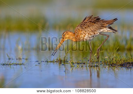 Moving Black Tailed Godwit