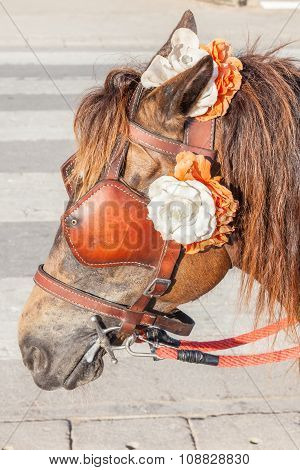Closeup The Brown Harness With Flower Decoration On Pony For Tourism Sightseeing.