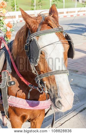 The Harness Pony Portrait With Clipping Path For Carriage.