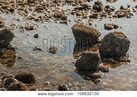 Stones With Acorn Barnacles In Low Sunlight