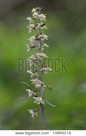 Viola orchidea Elleborine