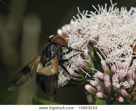Zweefvliegen - Volucella pellucens