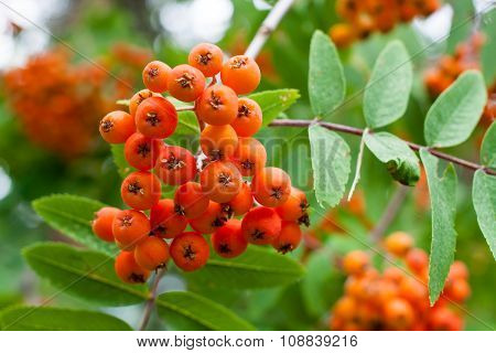 Background with ripe Rowan berries, Mountain ash or Sorbus tree