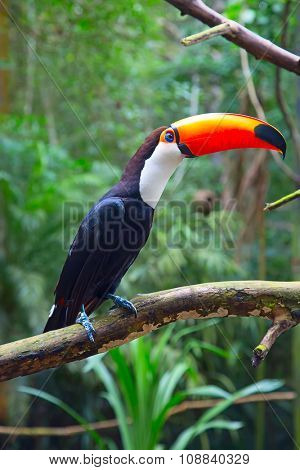 Colorful tucan in the aviary