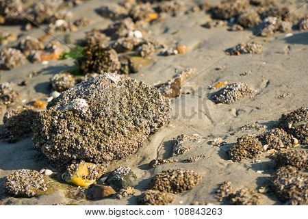 Acorn Barnacles On A Large Stone From Close