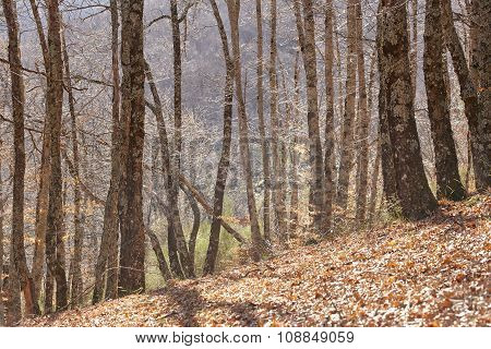 Autumn Landscape With Beech Forest Without Leaves In Spain