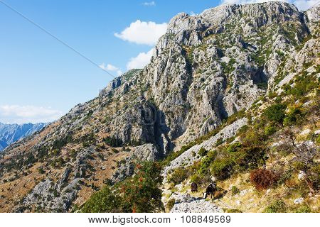 View Lovchen mountain with cows. Montenegro.