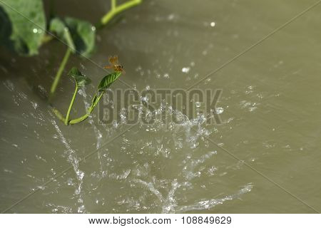 Red Dragonfly