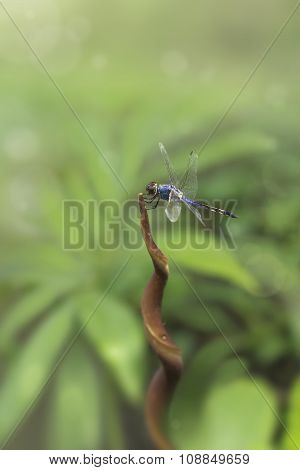 blue dragonfly