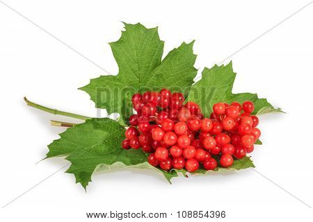 Viburnum (viburnum Opulus) Berries With Its Leaves Isolated On White