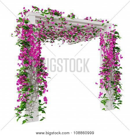 Pink flowers bougainvillea