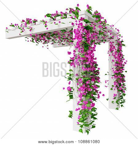 Bougainvillea flowers on pergola