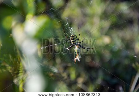 Big spider