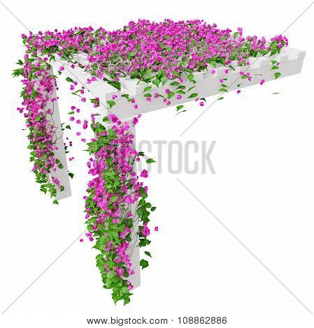 Ivy with pink flowers, top view