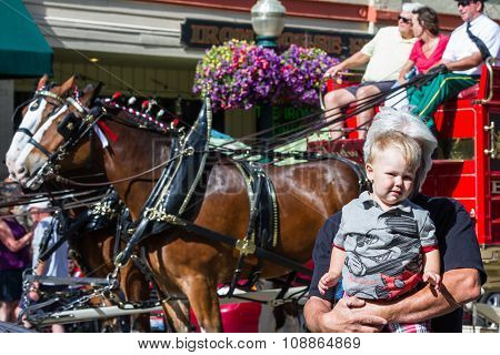 Budweiser Clydesdales In Coeur D' Alene, Idaho