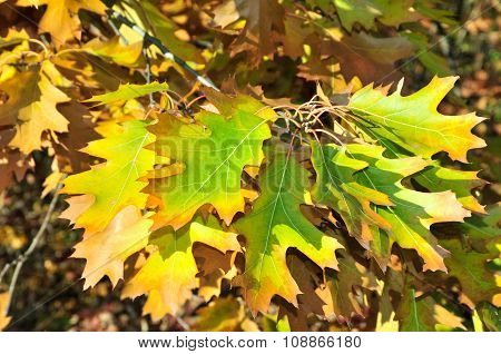 Autumn time in October. Quercus palustris, the pin oak or swamp Spanish oak.