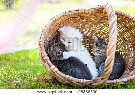 little cat, outdoor