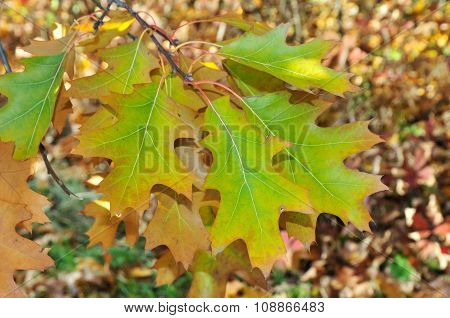 Autumn time in October. Quercus palustris, the pin oak or swamp Spanish oak.