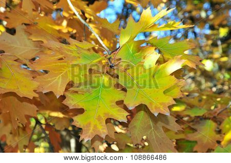 Autumn time in October. Quercus palustris, the pin oak or swamp Spanish oak, is an oak in the red oa