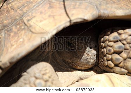 African Spurred Tortoise