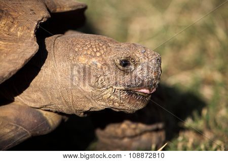 African Spurred Tortoise