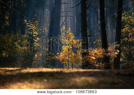 Autumn forest