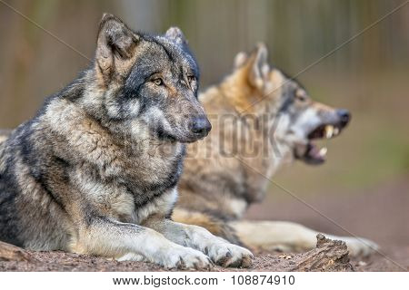 Two Resting Grey Wolfs