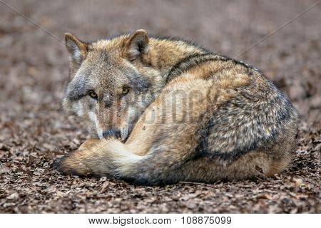 Dangerous Grey Wolf Resting On The Ground