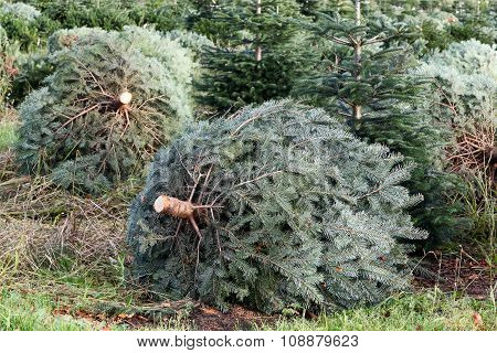 Nordmann fir plantation in Denmark