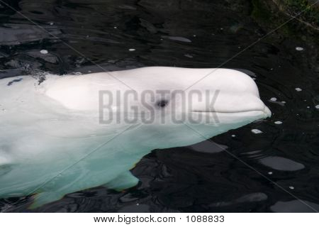 Beluga