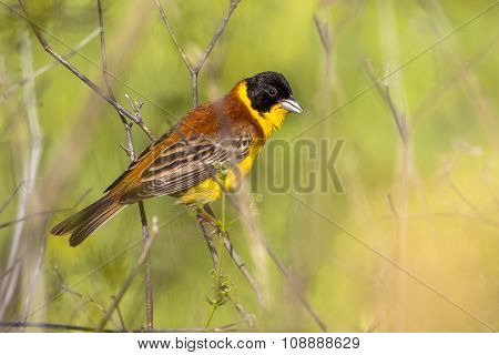 Black Headed Bunting Perched On A Branche