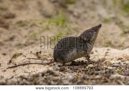 Water Shrew Bank