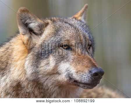 Portrait Of Dangerous Grey Wolf
