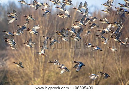 Large Flock Of Eurasian Wigeon (anas Penelope) In Flight