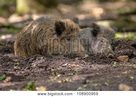 Two Wild Boar