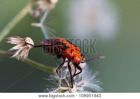 Red Bug
