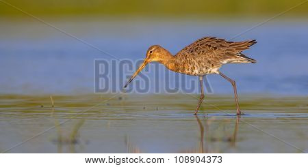 Black Tailed Godwit Walking In Water