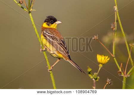 Black Headed Bunting In Herb