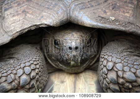 African Spurred Tortoise
